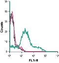 Anti-P2X1 Receptor (extracellular)-FITC Antibody