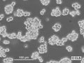 AR42J cell