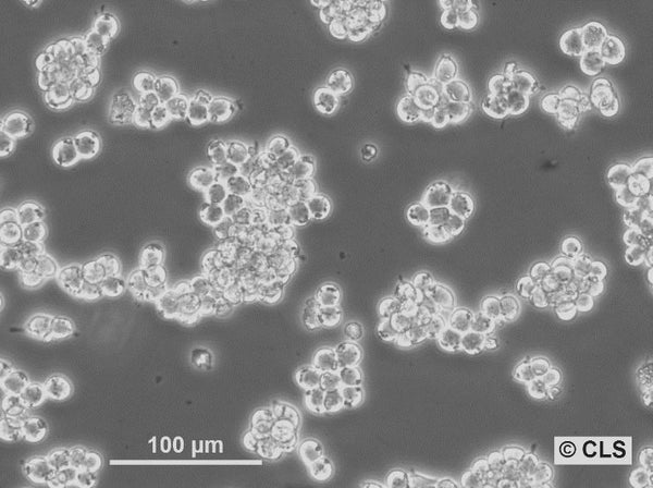 AR42J cell