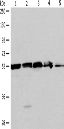 NAMPT Polyclonal Antibody – Figure 1 of 4