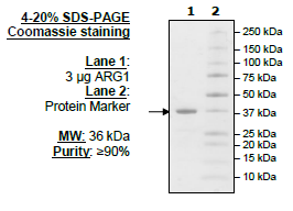 ARG1, His-Tag Recombinant – Figure 1 of 2