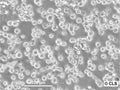AS-30D cell