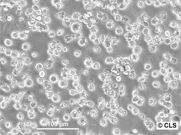 AS-30D cell