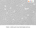 U2OS-LacO-I-SceI-TetO Stable Cell Line | Applied Biological Materials (abm)
