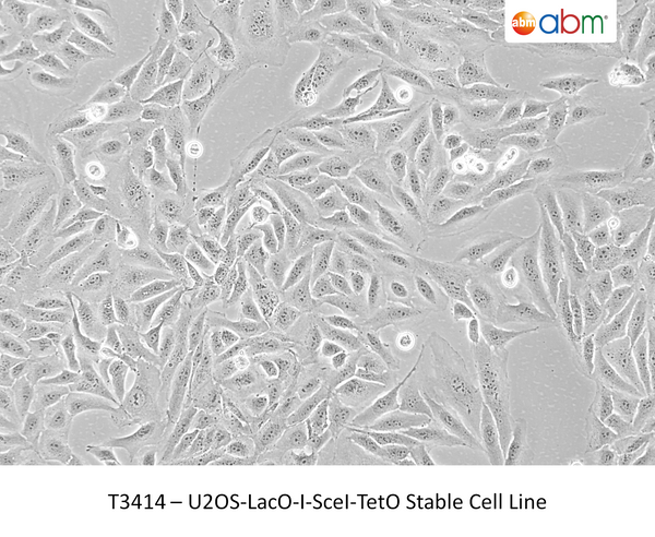 U2OS-LacO-I-SceI-TetO Stable Cell Line | Applied Biological Materials (abm)