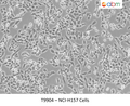 NCI-H157 Cells – Figure 1 of 1