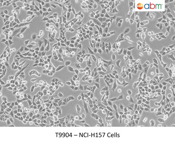 NCI-H157 Cells – Figure 1 of 1