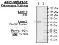 AXL, FLAG-Tag Recombinant – Figure 1 of 1