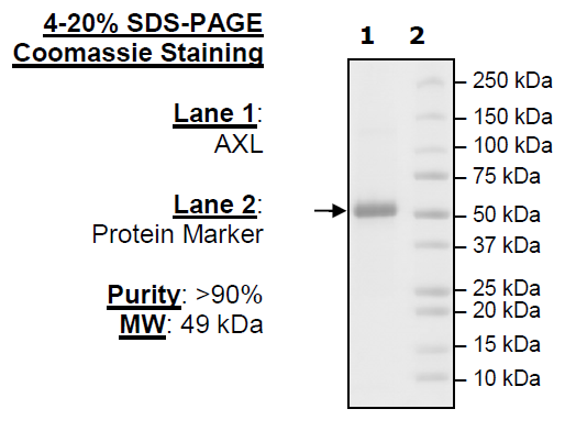 AXL, FLAG-Tag Recombinant – Figure 1 of 1