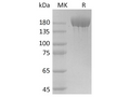 Recombinant SARS-CoV-2 S-trimer Protein (His Tag) – Figure 1 of 3