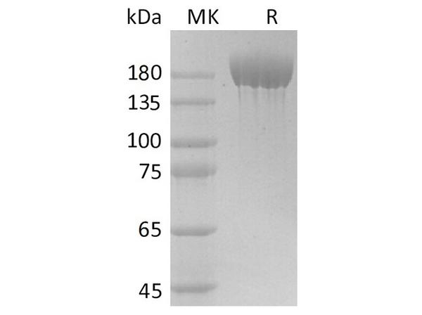 Recombinant SARS-CoV-2 S-trimer Protein (His Tag) – Figure 1 of 3