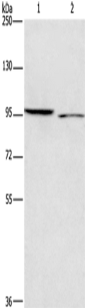 ICAM5 Polyclonal Antibody – Figure 1 of 2