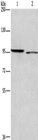 ICAM5 Polyclonal Antibody – Figure 1 of 2