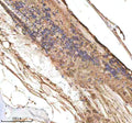 Anti-Zebrafish CXCL8A Antibody