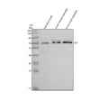 Anti-Zebrafish SF1 Antibody Picoband®