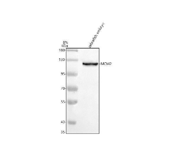 Anti-Zebrafish MCM2 Antibody Picoband®