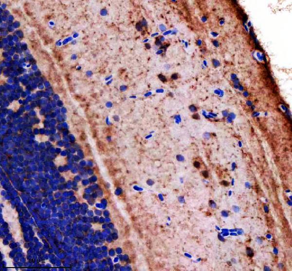 Anti-Zebrafish LONP1 Antibody