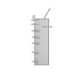 Anti-Zebrafish IDE Antibody Picoband®