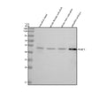 Anti-Zebrafish TBP-1/PSMC3 Antibody Picoband®