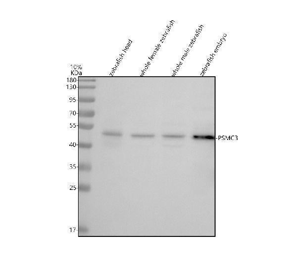 Anti-Zebrafish TBP-1/PSMC3 Antibody Picoband®