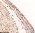 Anti-Zebrafish TRPM2 Antibody