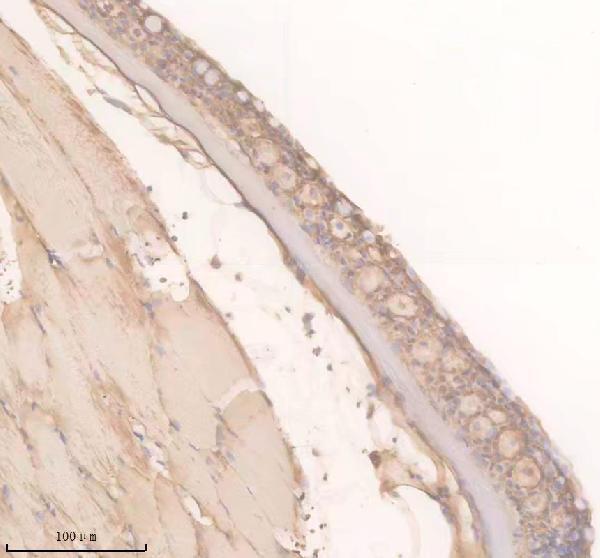 Anti-Zebrafish TRPM2 Antibody