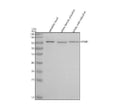Anti-Zebrafish Importin Beta/KPNB1 Antibody Picoband®