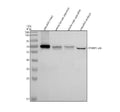 Anti-Zebrafish STXBP1a/b Antibody Picoband®