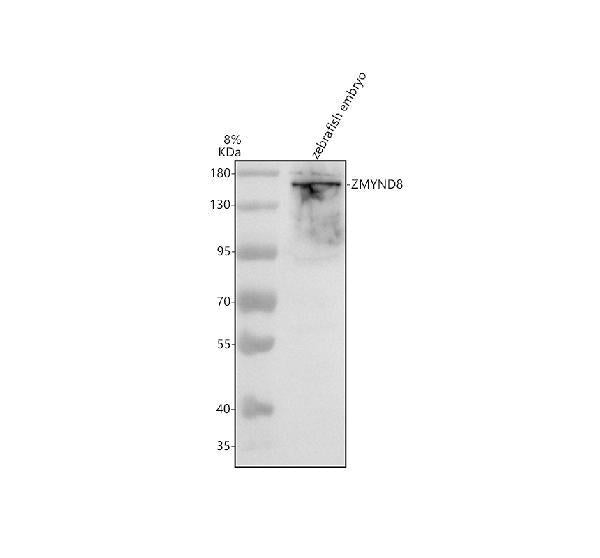 Anti-Zebrafish ZMYND8 Antibody Picoband®