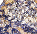 Anti-Zebrafish Vitamin D binding protein/GC Antibody
