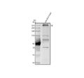 Anti-Zebrafish Thyroglobulin/TG Antibody Picoband®