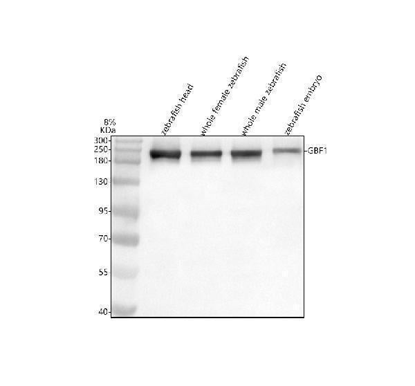 Anti-Zebrafish GBF1 Antibody Picoband®