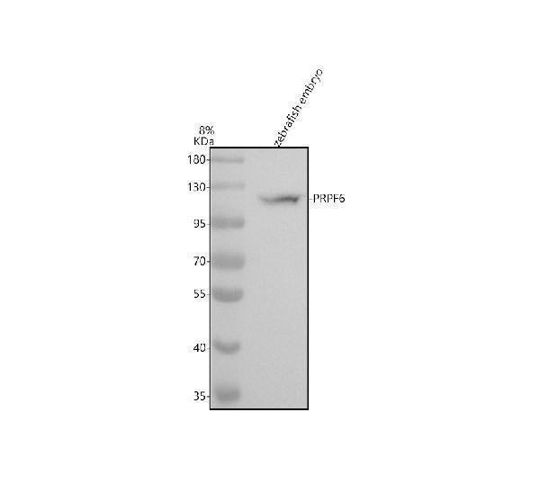 Anti-Zebrafish PRPF6 Antibody Picoband®