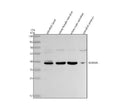 Anti-Zebrafish ACKR3A Antibody Picoband®