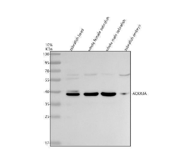 Anti-Zebrafish ACKR3A Antibody Picoband®