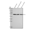 Anti-Zebrafish ENO1a Antibody Picoband®
