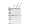 Anti-Zebrafish ETSRP Antibody Picoband®