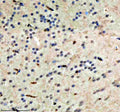 Anti-Zebrafish HDAC1 Antibody