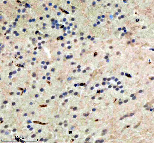 Anti-Zebrafish HDAC1 Antibody