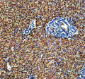 Anti-Zebrafish IDH3B Antibody