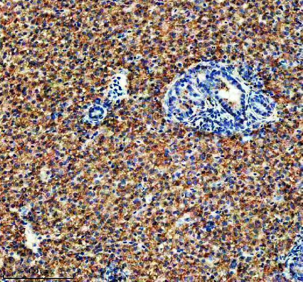 Anti-Zebrafish IDH3B Antibody