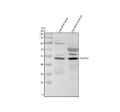 Anti-Zebrafish TFAP2A Antibody Picoband®