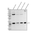 Anti-Zebrafish GPX4A Antibody Picoband®