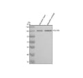Anti-Zebrafish POLR2B Antibody Picoband®