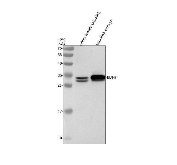 Anti-Zebrafish BDNF Antibody Picoband®