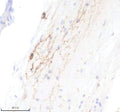 Anti-Zebrafish TPH2 Antibody
