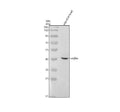 Anti-Zebrafish VEGFAB Antibody Picoband®