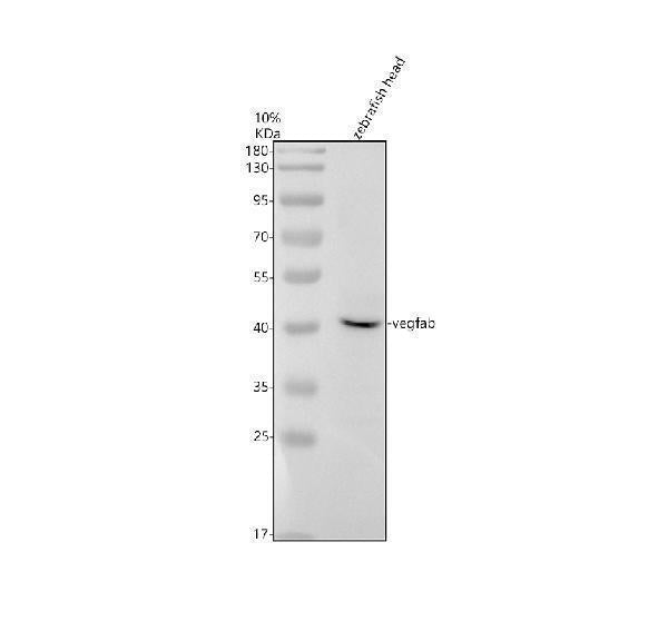 Anti-Zebrafish VEGFAB Antibody Picoband®