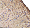 Anti-Zebrafish IL-1 beta/IL1B Antibody