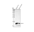 Anti-Zebrafish p21/CDKN1A Antibody Picoband®